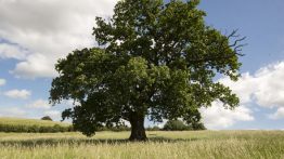 A Linguagem Oak