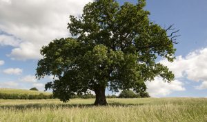 A Linguagem Oak